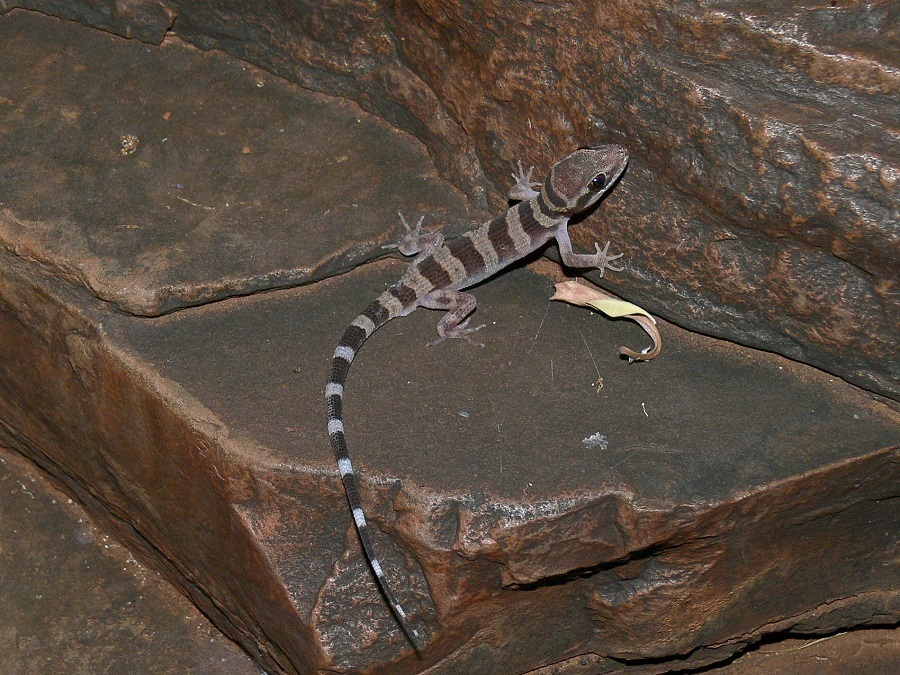 Pilbara Cave Gecko