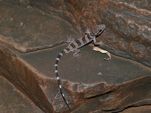 Cave Prickly Gecko, Heteronotia spelea