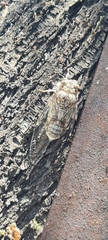 Cicada barbara lusitanica