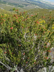 Erica discolor