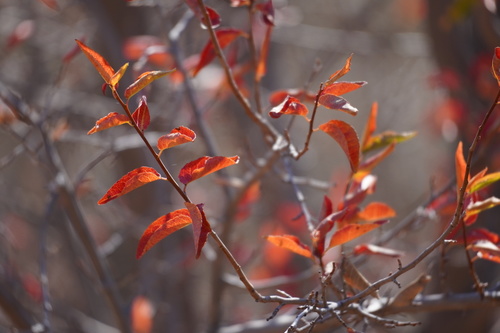 Image of Spirostachys africana by (c) Matthew Fainman, some rights reserved (CC BY)