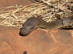 Liasis olivaceus barroni