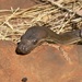 Pilbara Olive Python - Photo (c) dhfischer, some rights reserved (CC BY-NC), uploaded by dhfischer