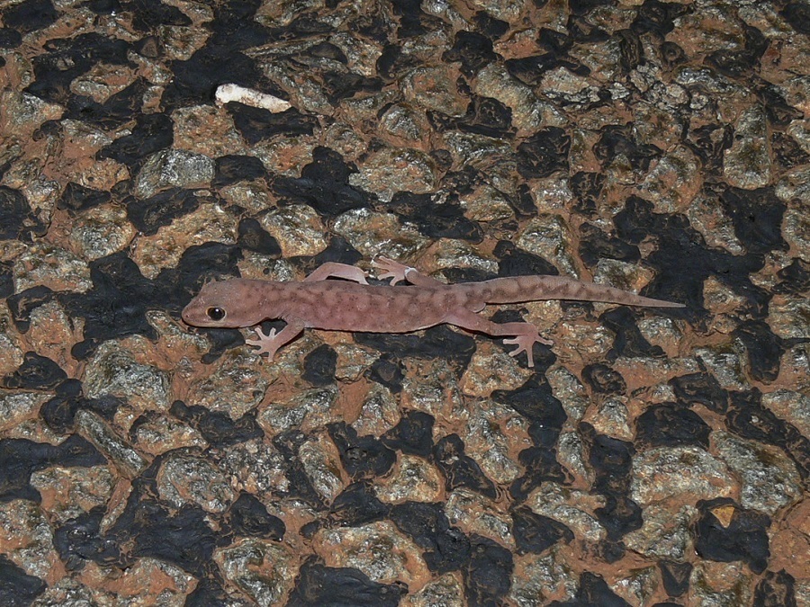 Pilbara Ground Gecko