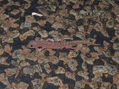 Pilbara Ground Gecko photo 1