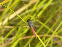 Orthetrum migratum