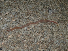 Pygopus nigriceps