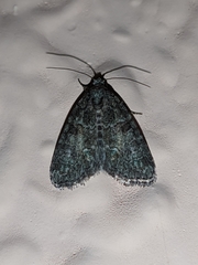 Bryophilinae