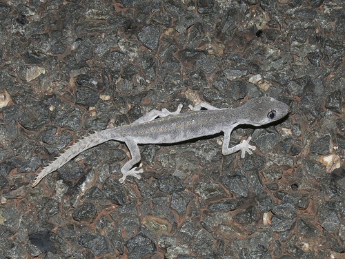Western Shield Spiny-tailed Gecko, Strophurus wellingtonae