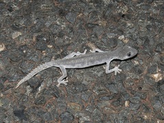 Strophurus wellingtonae