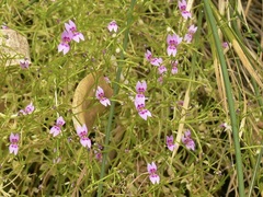 Stylidium fluminense