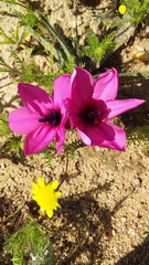 Babiana blanda