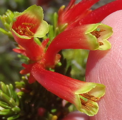 Erica discolor