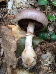 Cortinarius torvus