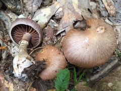 Cortinarius torvus