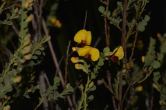 Bossiaea rhombifolia