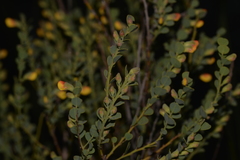 Bossiaea rhombifolia