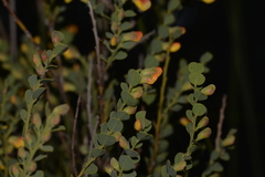 Bossiaea rhombifolia