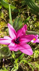 Babiana blanda