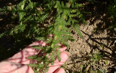 Cynorhiza meifolia