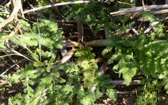 Cynorhiza meifolia