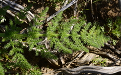Cynorhiza meifolia
