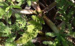 Cynorhiza meifolia
