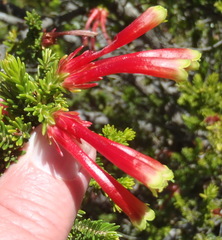 Erica discolor
