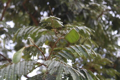 Fabaceae