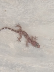 Hemidactylus turcicus