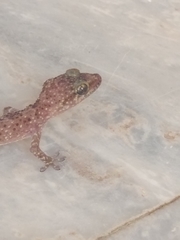 Hemidactylus turcicus