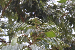 Fabaceae