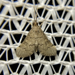 Piletocera macroperalis