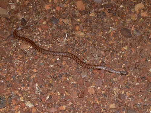 Rosen's Snake