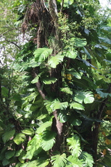 Epipremnum
