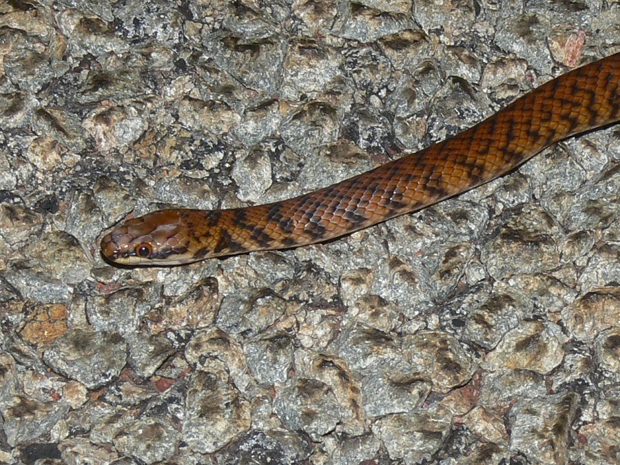 Rosen's Snake