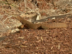 Varanus panoptes rubidus