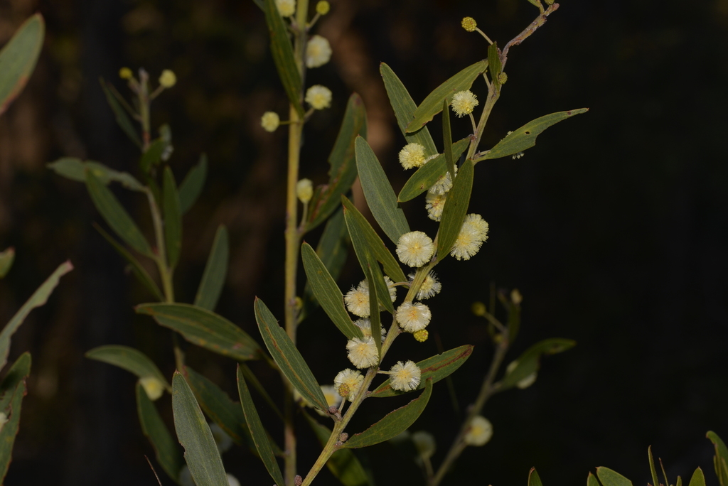 Acacia venulosa