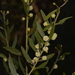 Acacia venulosa - Photo (c) Nick Lambert, some rights reserved (CC BY-NC-SA), uploaded by Nick Lambert