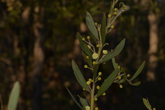 Acacia venulosa