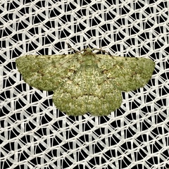 Aeolochroma viridicata