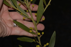 Acacia venulosa