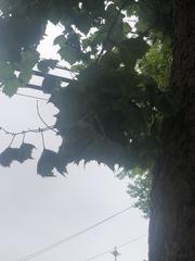 Platanus occidentalis