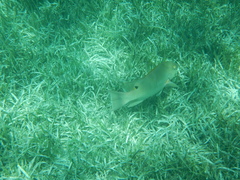 Lachnolaimus maximus