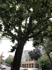 Platanus occidentalis