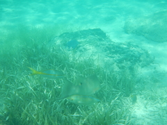 Lachnolaimus maximus