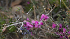 Melaleuca suberosa