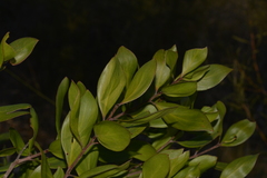 Persoonia stradbrokensis