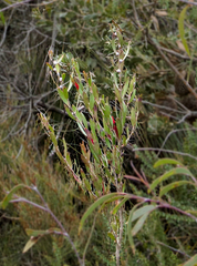 Agonis baxteri
