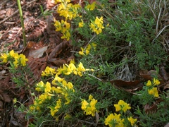Genista pilosa